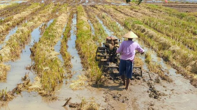 Farmers hijack agricultural land after harvest, farmers plow the fields with traditional tractors, farmers stand behind traditional tractors to hijack swah