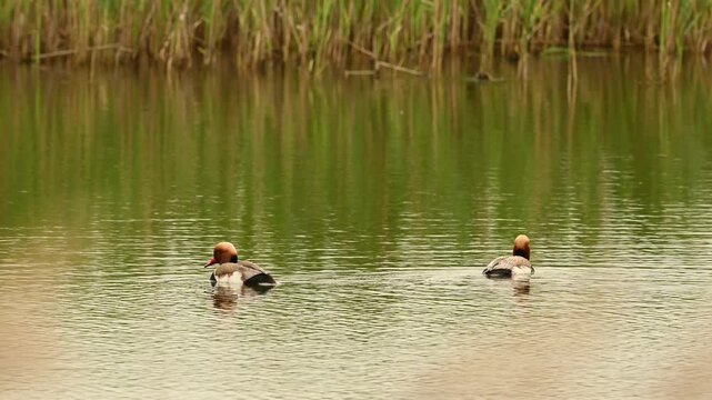 Red-Crested Pochard Netta Rufina Beautiful Duck, Close up. Two birds are swimming on the lake. Slow motion.