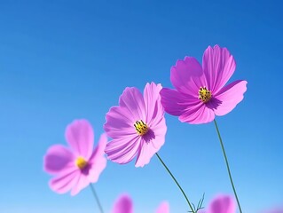 Fototapeta premium Pink Cosmos against Blue Sky.