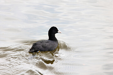 Close-up of a coot on the Danube