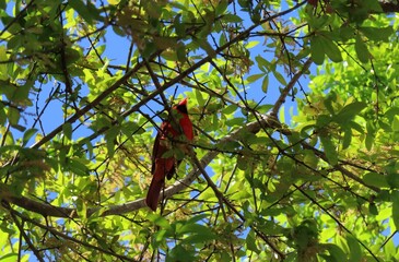 Male Cardinal bird on tree against blue sky in Florida nature