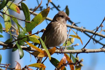 Female House Finch (Arpodacus mexicanus) perched on a branch in Florida nature