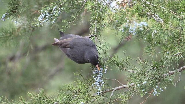 Common blackbird male Turdus merula in the wild. The bird eats the berries. Slow motion. Close-up.