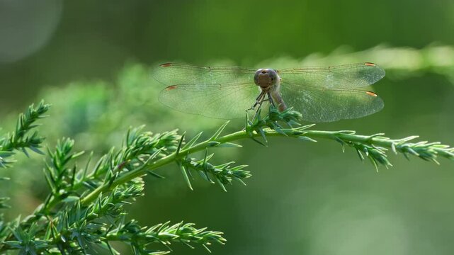 Summer Dragonfly Fluttering Wings on Juniper Branch in Forest. Dragonfly Resting on Juniper Branch. Tranquil Summer Wildlife Scene. Insect on Evergreen Branch on Summer Day