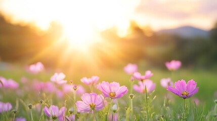 Vibrant Sunlight Shining on a Field of Pink Cosmos Flowers During Golden Hour : Generative AI