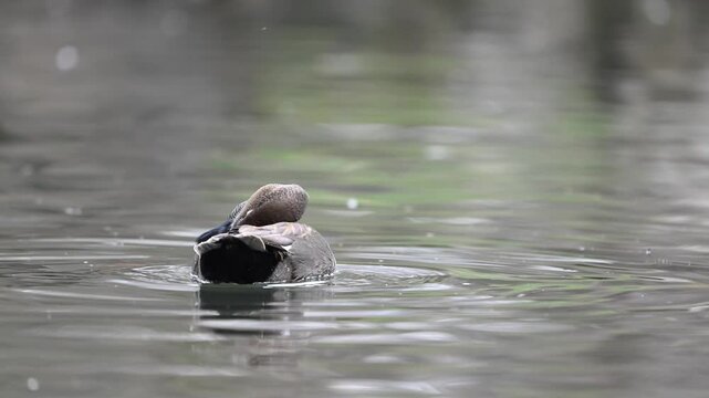 Gadwall Mareca strepera is a common and widespread dabbling duck in the family Anatidae. Close-up. A bird swimming on the lake cleans its feathers. Slow motion.