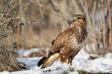 Common Buzzard Buteo buteo Standing in the Snow During Winter