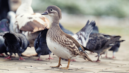 Fototapeta premium Mandarin Duck (Aix galericulata) Standing on the Shore of a Waterbody with Pigeons in the Background