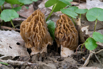 Verpa bohemica mushroom in the leaves. Known as wrinkled thimble morel or early false morel. Two edible mushrooms in poplar forest.
