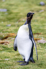 photographing kin penguins and chicks Fortuna Bay South Georgia
