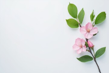Obraz premium Delicate pink blossom and green leaves on white background
