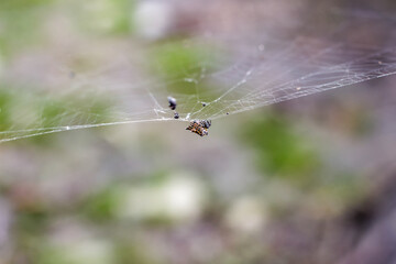 Intricate Spider Web in Armenia Botanical Park, Colombia, Quindio.