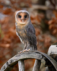 Barn owl close up ( Tyto alba )