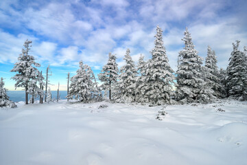 Beautiful winter landscape with frozen trees