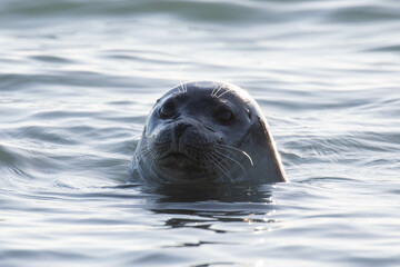 Fototapeta premium portrait of a seal swimming in the sea