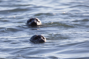 Fototapeta premium two seals swimming in the sea