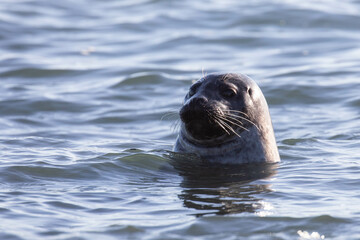 portrait of a seal swimming in the sea