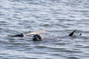 Fototapeta premium two seals swimming in the sea