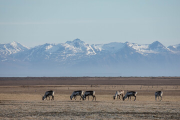 Reindeer in Iceland on a field with mountains in the background