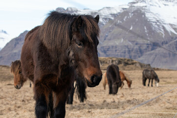 Fototapeta premium Icelandic horse
