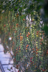 Tomato farm in a greenhouse in Iceland