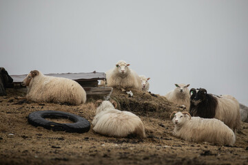 sheep in Iceland