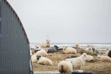 sheep in Iceland