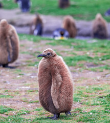 Obraz premium photographing kin penguins and chicks Fortuna Bay South Georgia