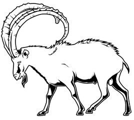 Schwarz-weiße Vektorgrafik eines Steinbocks mit gebogenen Hörnern. Ideal für Naturillustrationen, Wildtierdesigns, Ausmalbilder und edukative Projekte.