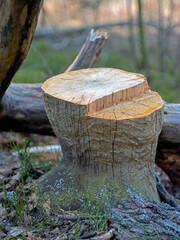 Dry tree stump cut down by beavers and later by a chainsaw. Spring time.