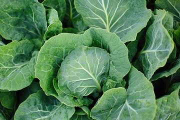 Savory Southern Style Collard Greens: Fresh and Organic Leafy Dish Full of Flavor