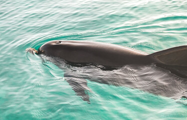 Obraz premium Dolphin