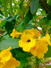 yellow flowers in the garden