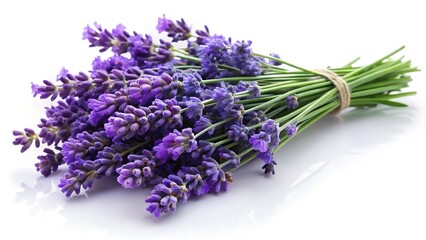lavender flowers isolated on white background