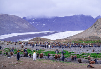 photographing kin penguins and chicks Fortuna Bay South Georgia
