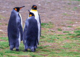 photographing kin penguins and chicks Fortuna Bay South Georgia