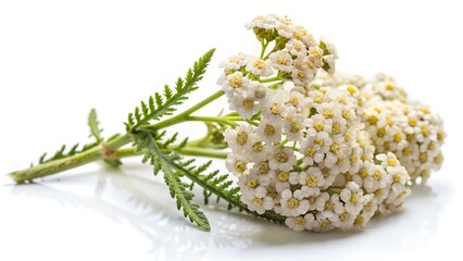 wild flowers isolated on white background