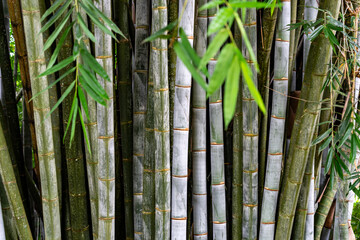 Giant bamboo background. Canes of giant bamboo in the Royal Botanical Gardens, Kandy, Sri Lanka