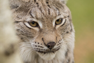 lynx, eurasian, lynx lynx, head, portrait, unusual shot, high quality