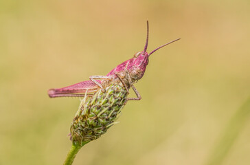 pink grasshopper, macro, chorthippus, erythrism, erythristic, antennae, head, on blade of grass, blurred background