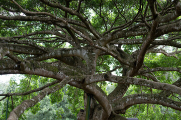 Tangled abstract pattern of ancient ficus tree