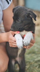 Volunteer holding a small black and white puppy outdoors, showcasing the importance of animal care and adoption