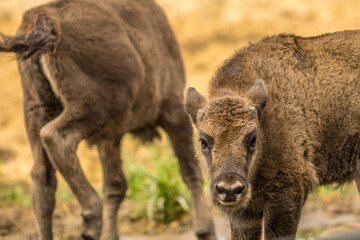 young bison, bison, bonasus, young, calf, mammal, european, wisent