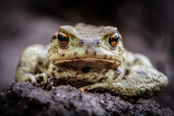 grey, toad, amphibian, portrait, bufo bufo, closeup, macro, face, eyes, dark background, on a ground