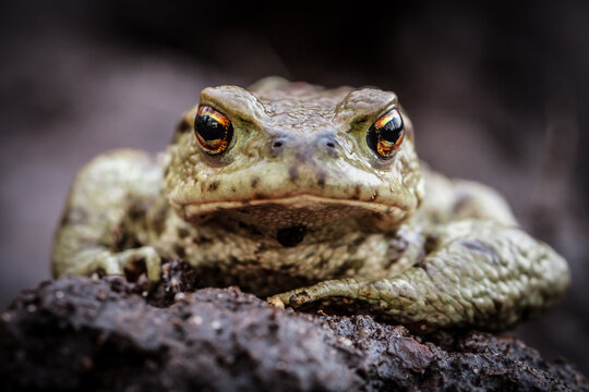 grey, toad, amphibian, portrait, bufo bufo, closeup, macro, face, eyes, dark background, on a ground