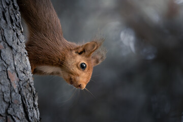 Ardilla mirando hacia abajo desde arbol