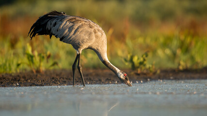 crane, water-drinking, grus, grus grus, bird, wetland, migratory, reflection in water, leaning over water, water drinking bird, watering hole