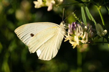 Kleiner Kohlweissling
