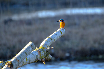 Eisvogel auf Birkenstamm