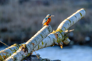 Eisvogel beobachtet die Umgebung